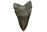 Serrated, Fossil Megalodon Tooth - South Carolina #369997-2